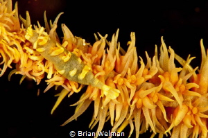 Adult and Juvenile Shrimp on whip coral by Brian Welman 